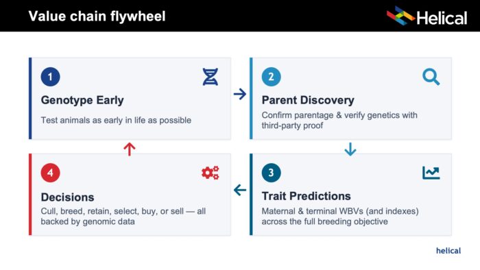 Genetic Improvement Flywheel