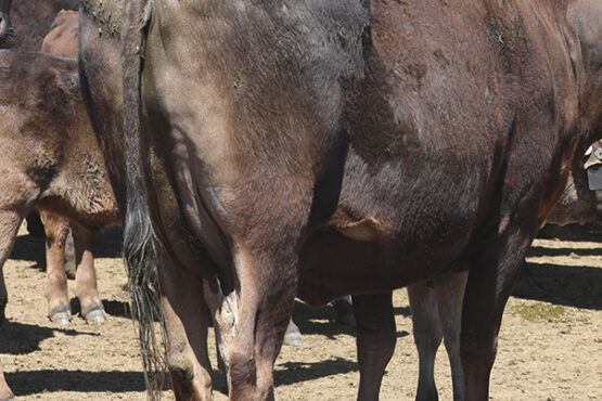 Gestation Length