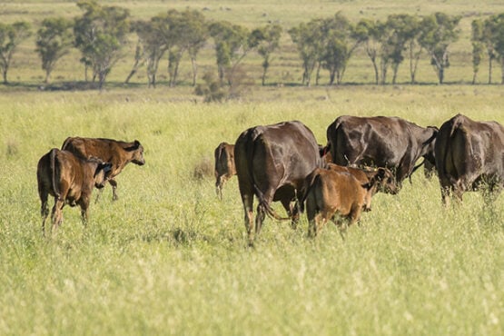 Collecting mature cow weights