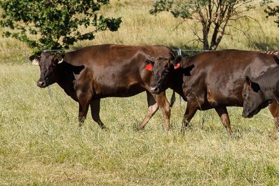 Mature Cow Body Condition Score