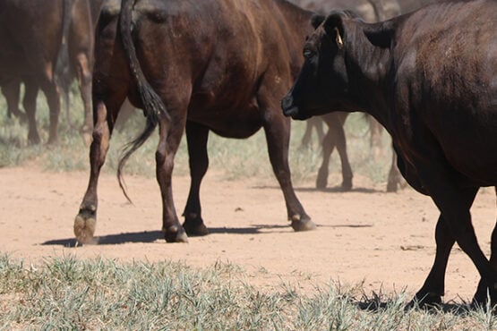 Mature Cow Hip Height