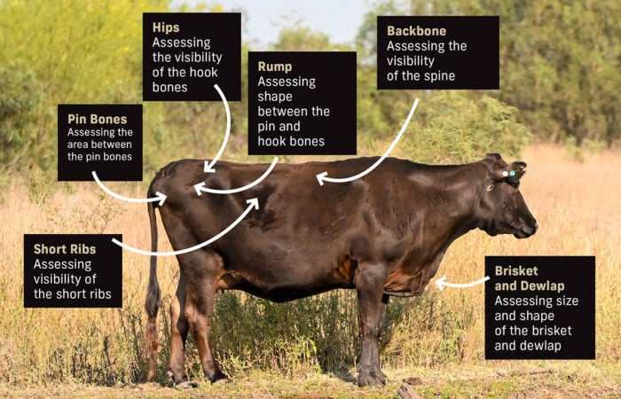 Mature Cow Collection Points
