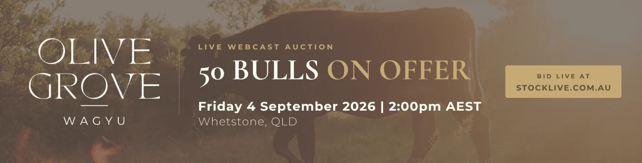Olive Grove 2026 Bull Sale