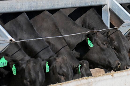 Wagyu Bulls