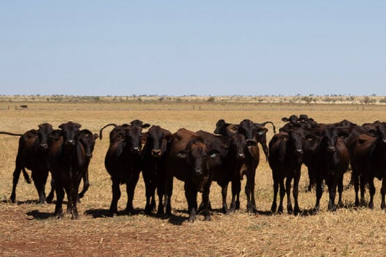 Wagyu Content check