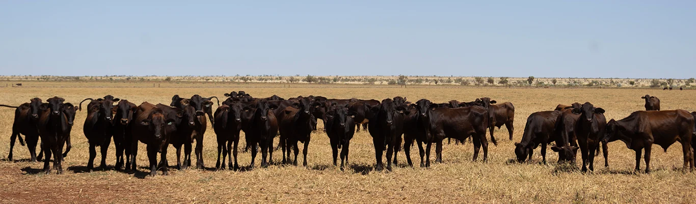 Wagyu Content check
